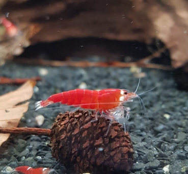 Super Crystal Red  Santa